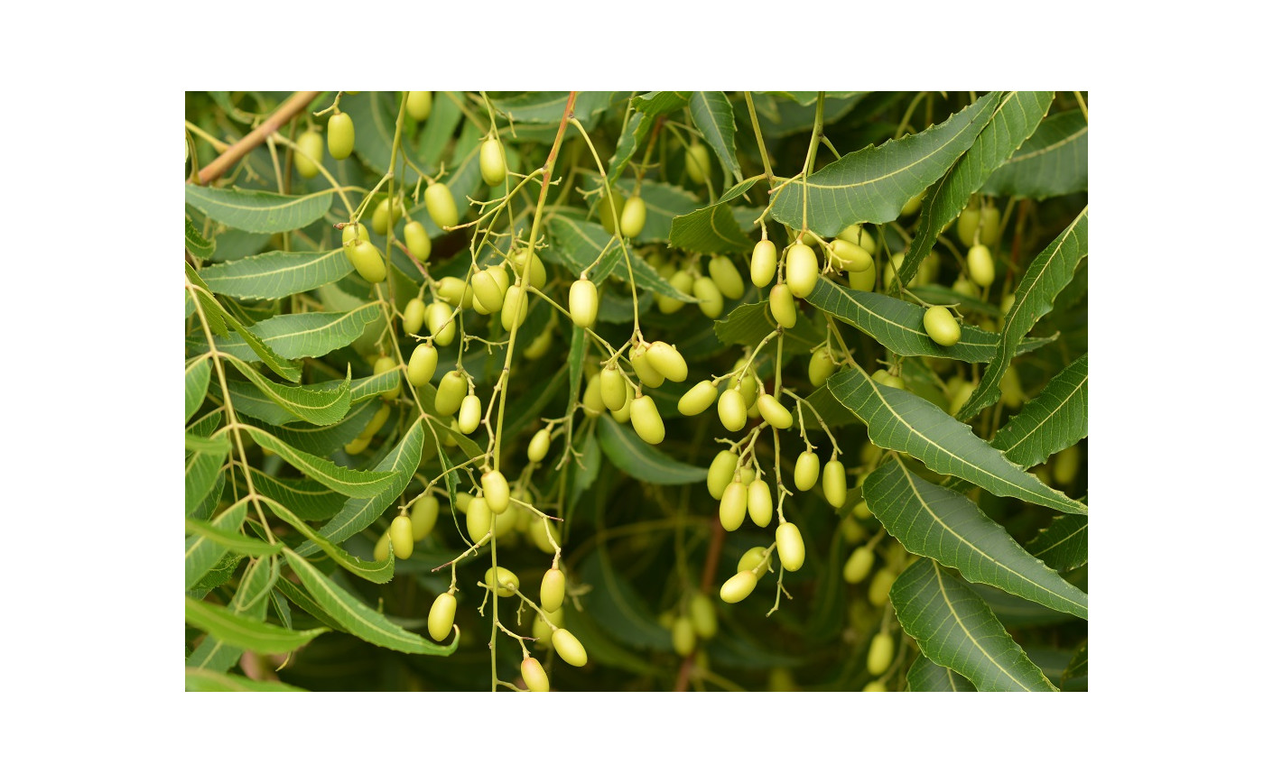 Un aiuto contro gli insetti dalla natura: Olio di Neem e Sapone Molle